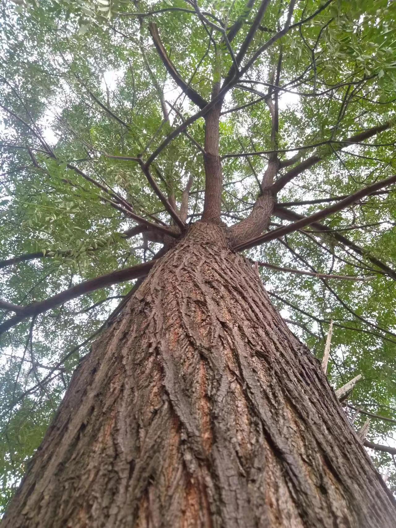 王颖祺 大树